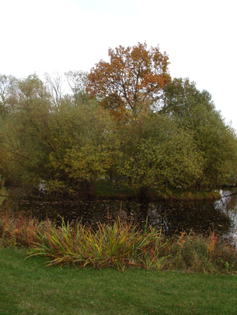 Overgrowth of trees affecting a lake island.